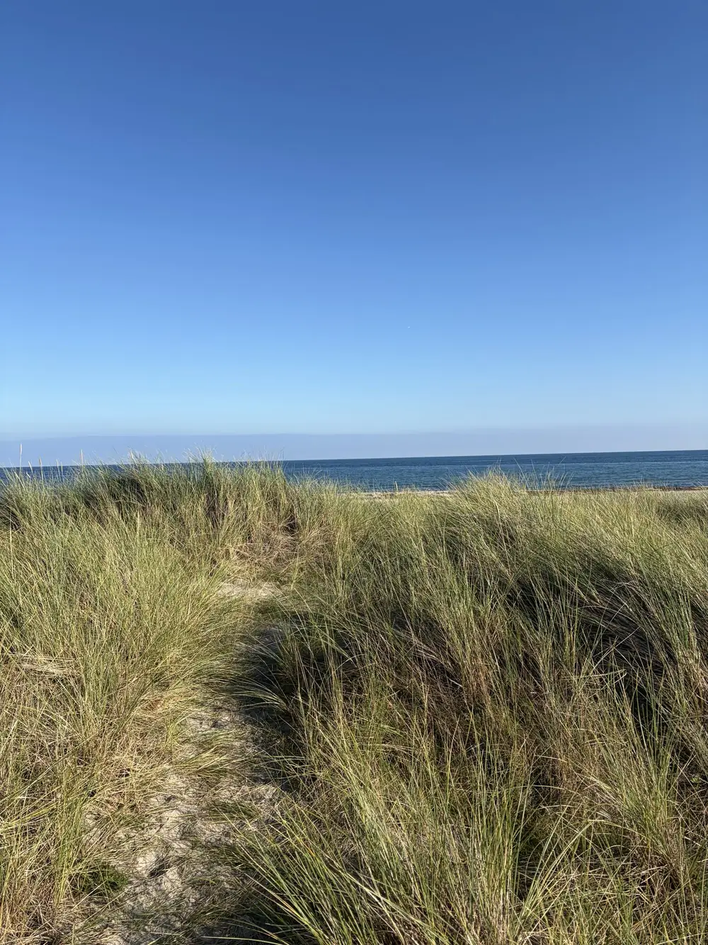 Klitgræs og Kattegat ved Grenå Strand en klar dag i september
