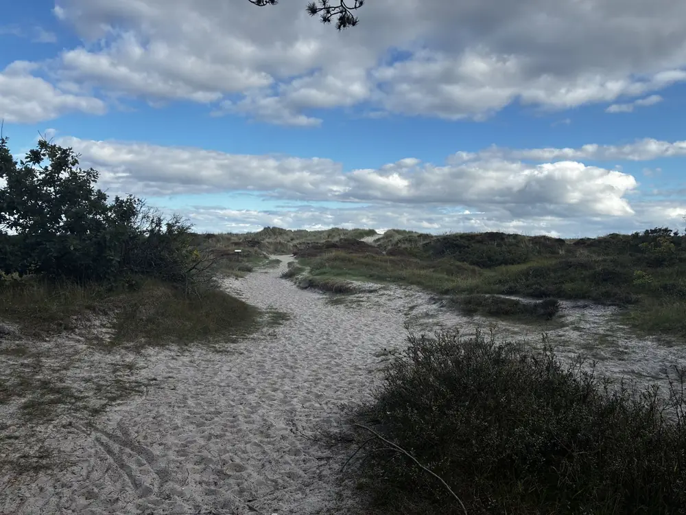 Sandsti gennem klitterne med lyng og fyr ned mod Grenå Strand