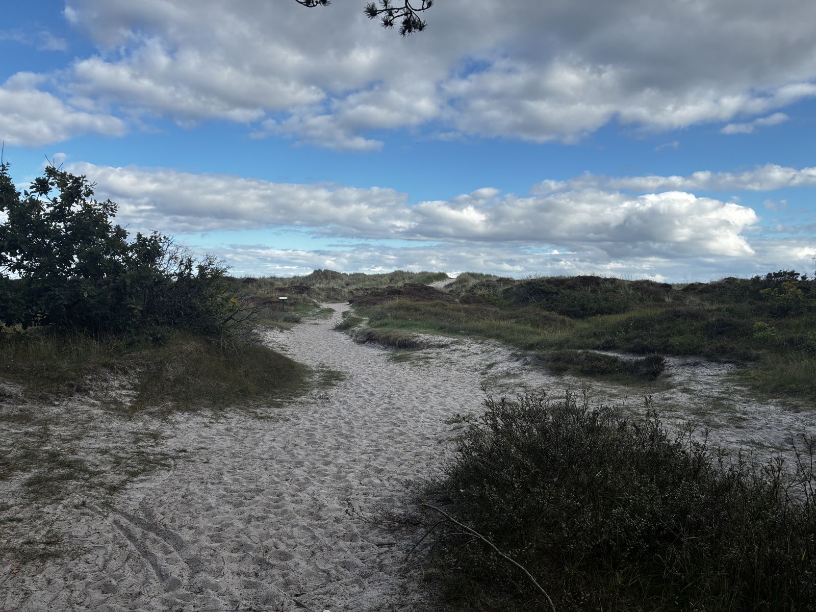 Sandsti gennem klitterne ved Grenaa Strand